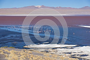 Colorful Laguna Colorada on the plateau Altiplano in Bolivia