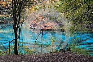 Betrachtung Wasser natur ein Brief körper aus ein Baum feuchtgebiete Reservieren holzig anlage, teich, wälder ein Fluss sumpf 