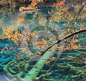 Colorful lake in Jiuzhaigou