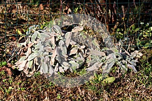 Colorful Lambs ear or Stachys byzantina ornamental perennial plants growing next to wire fence in home garden