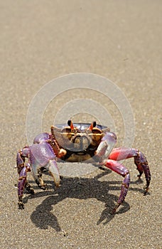 The colorful land crab Gecarcinus quadratus, also known as the halloween crab, crosses Paloma Beach in Costa Rica.