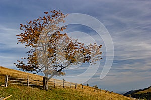 Colorful landscape with autumn trees and rural houses on the slopes and in the valley in the mountain village. Carpathian