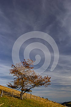 Colorful landscape with autumn trees and rural houses on the slopes and in the valley in the mountain village. Carpathian