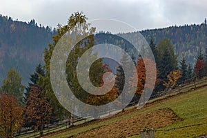 Colorful landscape with autumn trees and rural houses on the slopes and in the valley in the mountain village. Carpathian