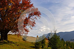 Colorful landscape with autumn trees and rural houses on the slopes and in the valley in the mountain village. Carpathian