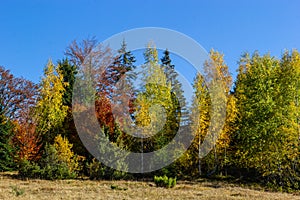 Colorful landscape with autumn trees and rural houses on the slopes and in the valley in the mountain village. Carpathian