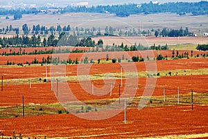 The colorful landscape of Bashang grassland in Hebei province