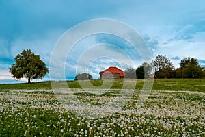 Colorful landscape with dandelion meadow and one single tree