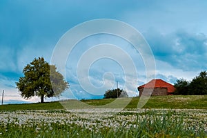 Colorful landscape with dandelion meadow and one single tree