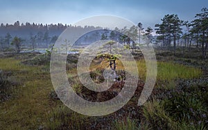 Colorful landscape with dwarf pine trees on a swamp at sunrise in fog