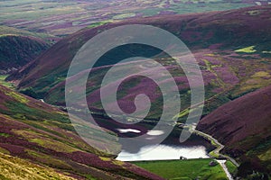 Colorful landscape of a lake and hill slope covered by purple heather flowers