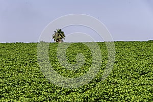 Colorful landscape image of cotton agriculture field