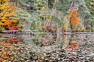 Colorful landscape of the mirror surface of the lake with water lilies and fallen leaves framed by a strip of autumn trees
