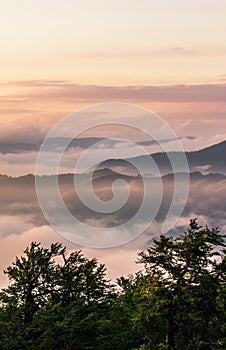 Vertical foggy mountains landscape, meadow in the morning fog on background valley in fog and sunrise mountains, vertical nature photo