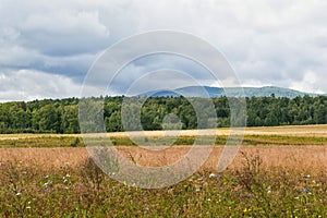 Colorful landscape. Nature of Eastern Siberia. A field with wheat and a meadow with grass. On the horizon pine forest