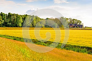 Colorful landscape in a newly created Dutch polder area