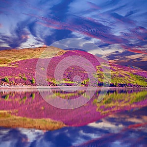 Colorful landscape scenery of Pentland hills slope covered by pu