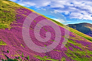 Colorful landscape scenery of Pentland hills slope covered by vi