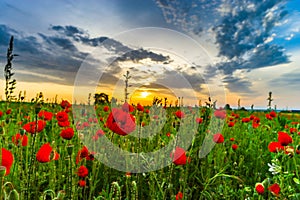 Colorful landscape at sunrise: sun, red poppies and blue sky