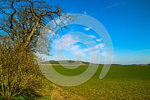 Colorful landscape with threes and blue sky