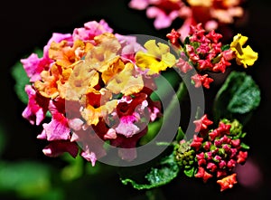 Colorful Lantana