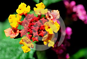 Colorful Lantana