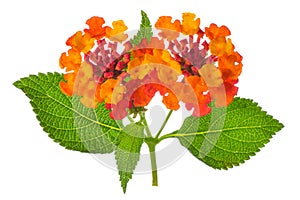 Colorful Lantana Camara flower is isolated on white background, close up