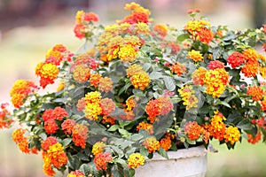 Colorful of Lantana Flowers.