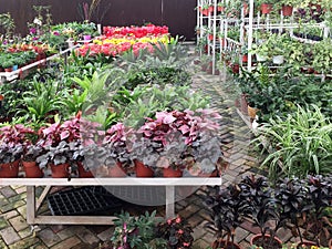 Colorful lants on shelves for sale at store