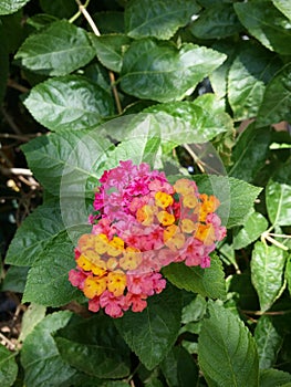 colorful Latana Camera flower on branch photo