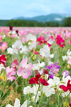 Colorful Lathyrus