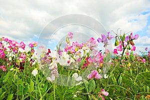 Colorful Lathyrus