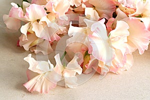 Colorful lathyrus flowers