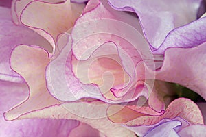 Colorful lathyrus flowers