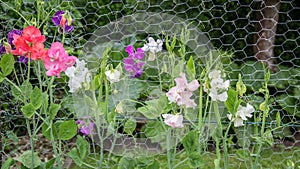 Colorful lathyrus in the garden