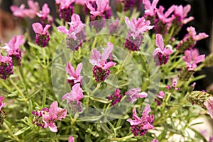 Lavandula Stoechas plant in the garden photo