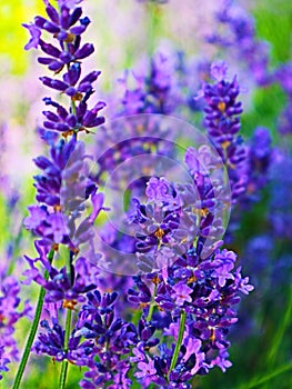 Colorful lavender flowers in bloom