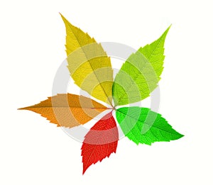 Colorful leaf