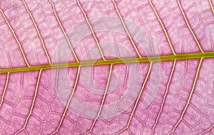 Colorful leaf