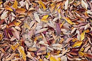 Colorful Leaf Background