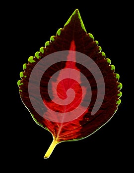 Colorful leaf on black