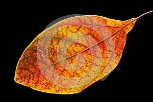 Colorful leaf on black