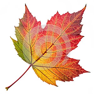 Colorful leaf isolated on transparent background photo