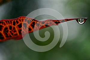 The colorful leaf of a Petra Croton plant with an water drop.