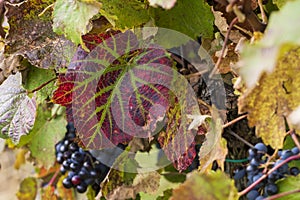 Colorful leaf in the vineyard. In the background are grapes of wine photo