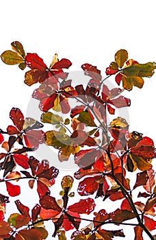 Colorful leafs with texture on a white background with some free space on top