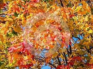 Colorful leafs tree autumn image