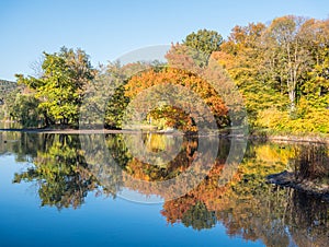 Colorful leafs tree on a pond