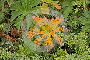 Colorful leafs of wood crane`s bill