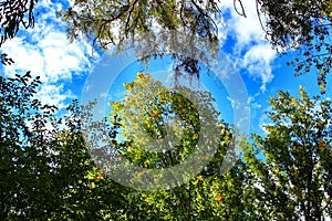 Colorful leafy forest and blue sky in Spain